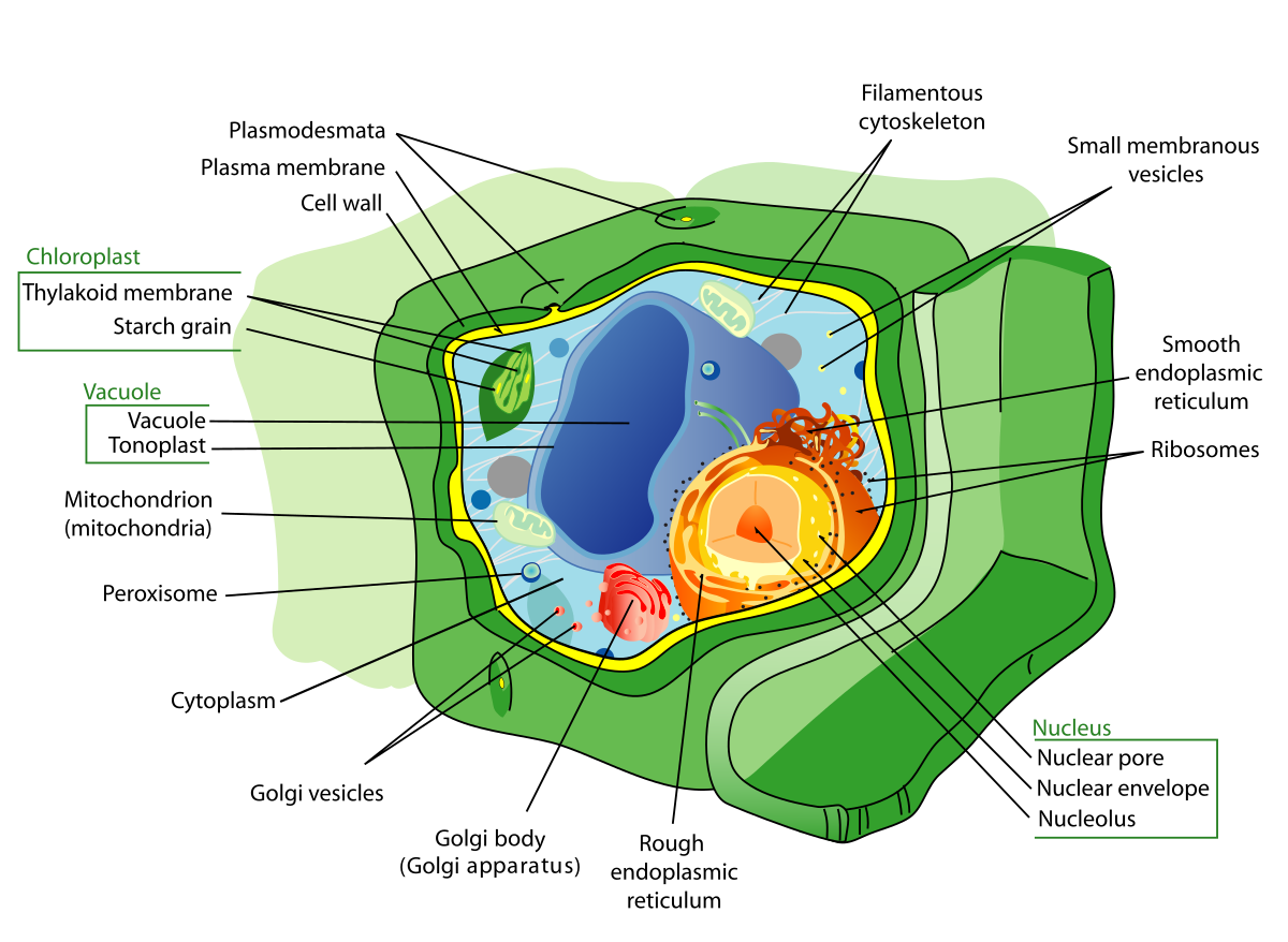 Cell and its Organelles - Biological Facts