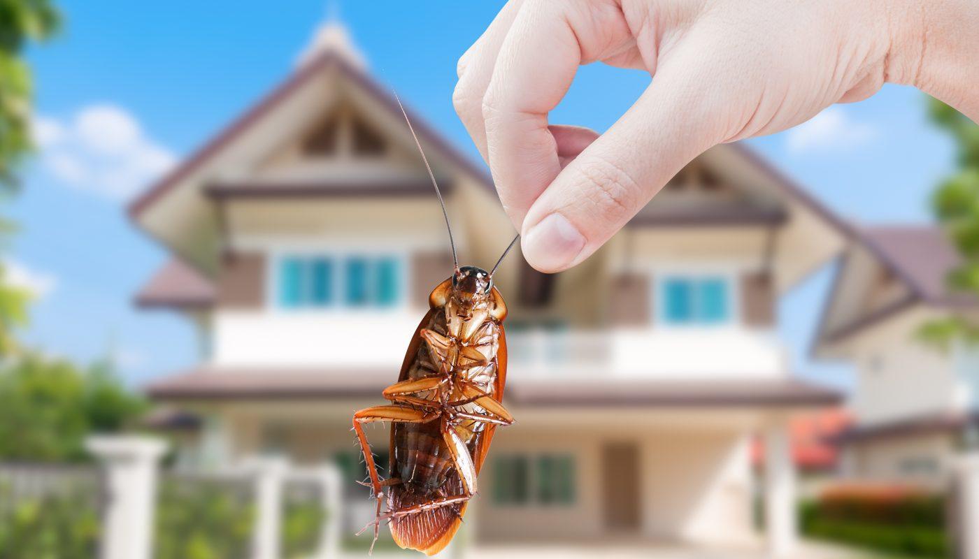 Here Are Organic Ways To Keep Your Home Pest-Free